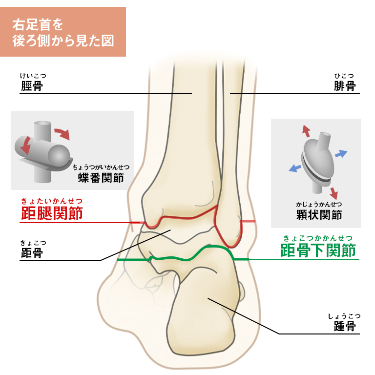 足首の解剖学 – McDavid｜サポータ－ブランドのマクダビッド オフィシャルサイト